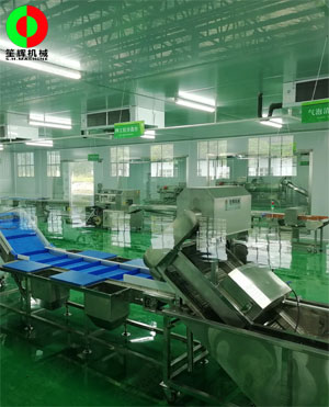 廣西蒙山標(biāo)準(zhǔn)化凈菜加工車間項(xiàng)目，毛菜加工車間順利完工！
